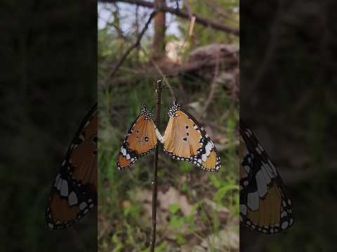 #butterfly #nature