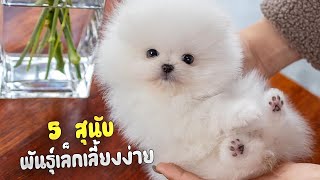 5 สุนัขสายพันธุ์เล็กเลี้ยงง่าย (Cute Dogs)