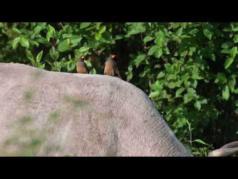 Yellow-billed Oxpecker (Buphagus africanus) - Jakhaly-Sapu ricefields (Gambia) 23-11-2024