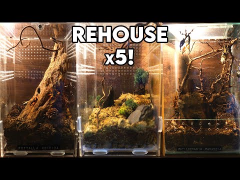 Everyone is Outgrowing Their Enclosures! [REHOUSE]