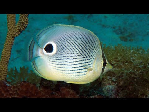 Facts: The Foureye Butterflyfish