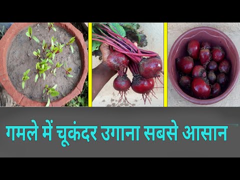 चूकंदर कैसे उगाएं  गमले मे | how to grow beetroot in pot