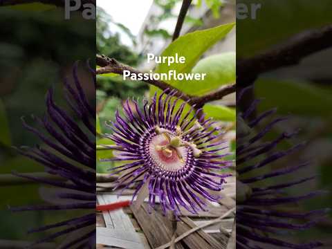 Purple Passionflower | passiflora incarnata (S-077) #shorts #youtubeshorts #garden #plants #nature