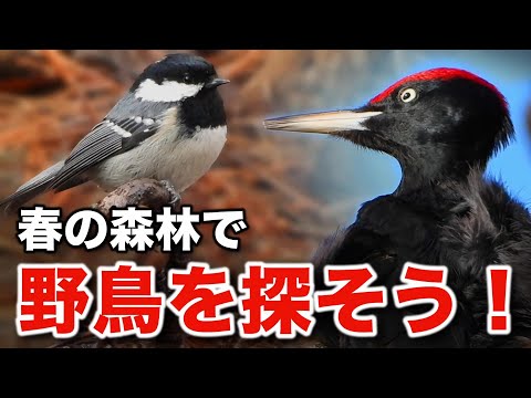 じっくり解説！森の野鳥と小鳥たちの水浴びが織りなす感動の瞬間～