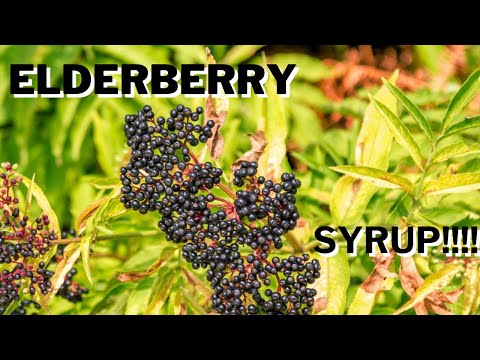 How to make Elderberry Syrup!!!!