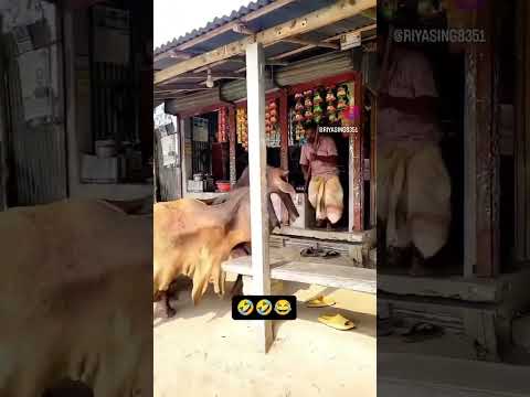 cow funny video#cow #funnyvideo#shorts