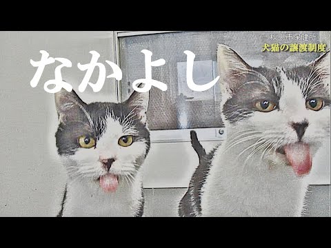 秋田市保健所　犬猫の譲渡制度　犬猫紹介Ｎｏ．２