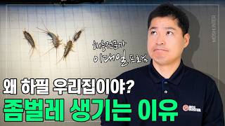 집에 좀벌레가 생기는 이유, 이제는 알고 조치하세요! | 해충전문가 모스헌터