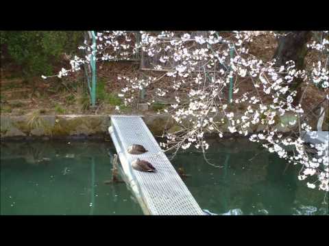 高崎城址の桜（2012.4.10現在）