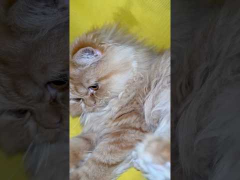 Cute baby cat funny video