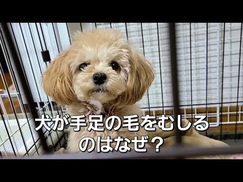 犬がストレスを感じると手足の毛をむしるのはなぜ？【犬の豆知識】