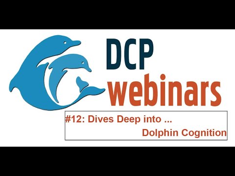 DCP Dives Deep into Investigations in Executive Function in Dolphins