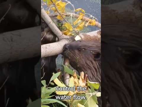 "The Ingenious World of Beavers: Masters of Engineering and Environmental Impact"