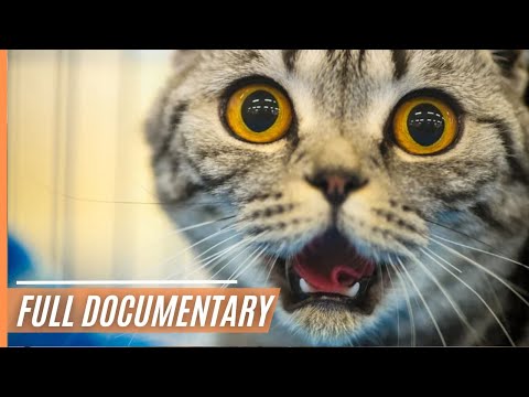 Chasing Whiskers: Navigating Life with Your Feline Friend | Full Documentary