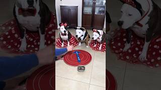 la ruota gira e la zampa?🐾🐾 #dogs #dogvideo #dog #cute #smartdog