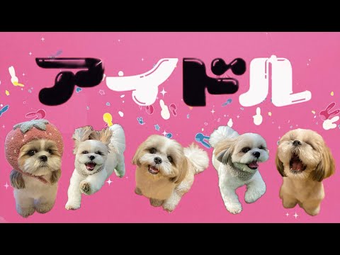 【アイドル】替え歌に愛犬シーズーの魅力を詰め込んでみた！