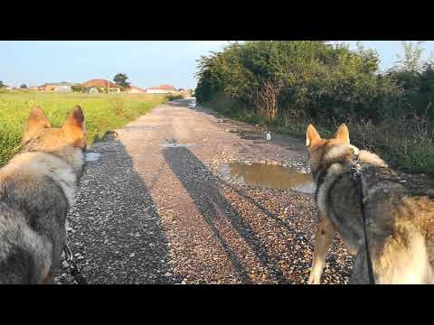 Czechoslovakian Wolfdogs meet Kittens on the Road