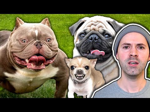 Deformed Dog Breeds That Should Go Extinct