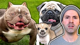 Deformed Dog Breeds That Should Go Extinct