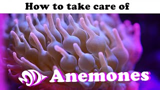 Sea Anemones: A How to Guide for Selection, Care, and Feeding