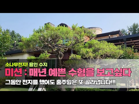 소나무전지! 미션 : 매년 예쁜 수형을 보고싶다.. 그동안 전지를 했어도 홍주임은 또 골라냅니다!