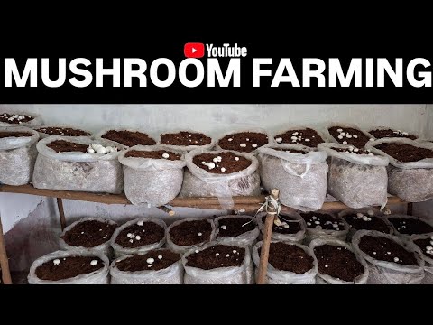 Mushroom farming business in India | Button mushroom farming | Mushroom business