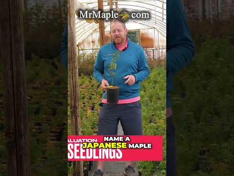 The Secret to Naming Japanese Maples  Evaluation Process