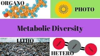 Heterotrophs, Autotrophs, Phototrophs, and Chemotrophs