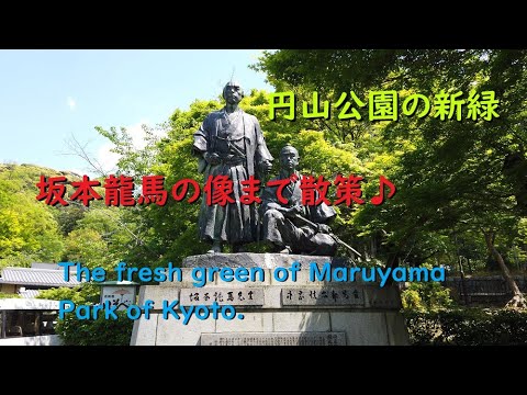 【4K】円山公園の新緑、坂本龍馬と中岡慎太郎の像まで散策【The fresh green of Maruyama Park of Kyoto.】