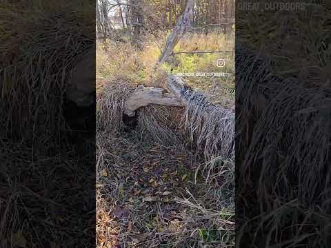 Giant whitetail bed 40 yards from blind #deerhunting #whitetail #buckbed