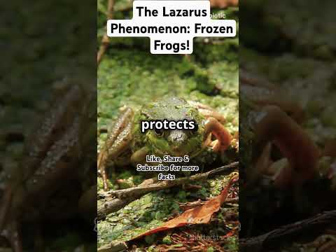 The Lazarus Phenomenon: Frozen Frogs! #facts #ytshorts  #winter #mammals