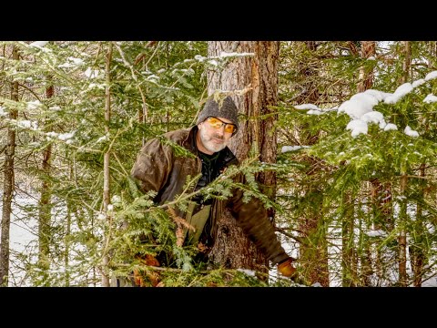 Removing a Dangerous Spruce Tree by the Cabin and Greenhouse