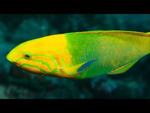 Facts: The Sunset Wrasse (Yellow-Brown Wrasse)