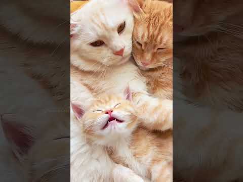 昼寝をしているねこの家族A cat family taking a nap#茶トラメス家族暮らし瞬間映像#orangecat family life happy time shorts# cats