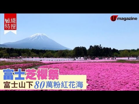 【#日本富士山芝櫻】絕景！富士芝櫻祭 富士山下80萬粉紅花海