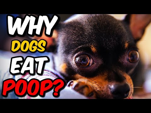 Why Do Dogs Eat Poop? 🐶💩 | Coprophagia Explained + How to Stop It (Animal Journey)