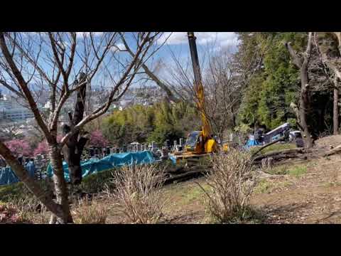 高い所の太い枝の切り方