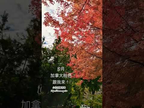 加拿大的大10月楓紅最美！#canada #maple #autumn #colorful #小米麻糬帶路加拿大 #shorts