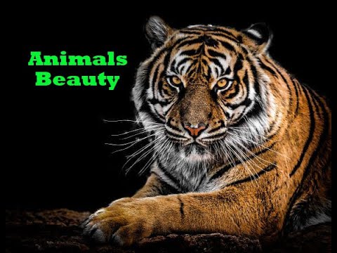 Animals and Nature Beauty - World Discovery Nature and Animal Beauty