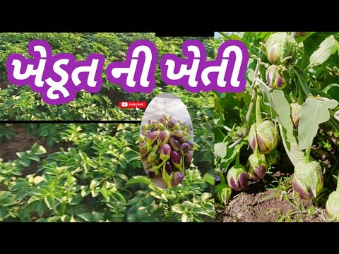 બટાકા ની ખેતી 🌿||bataka ni kheti #farming #villagelife #viralvideo #video #shortsviral #vlog #short