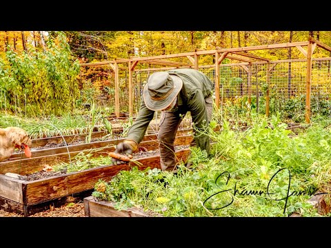 Growing Huge Carrots and The Importance of Good Soil