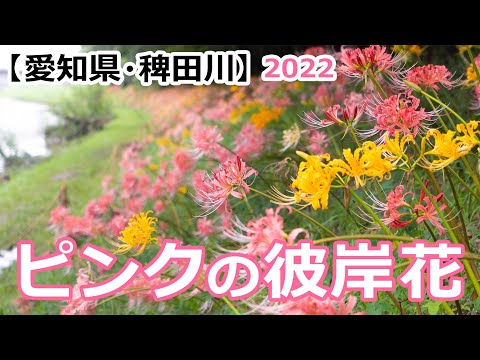 【2022】稗田川のピンクの彼岸花