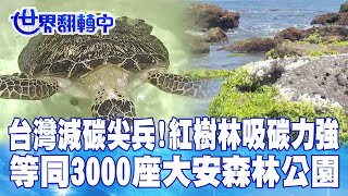 台灣減碳尖兵!紅樹林吸碳力強 等同3000座大安森林公園 世界翻轉中 20230917