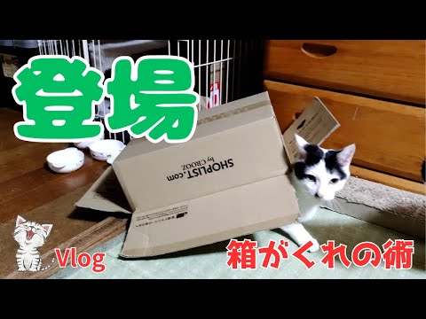 [Compilation] “My favorite laser game” and “Boxed Gacchan and snacks” #Cute #Cat #Vlog