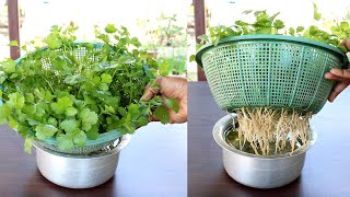 Grow Coriander at home in water; Dhaniya उगाने का सबसे आसान तरीका : Coriander in hydroponic system