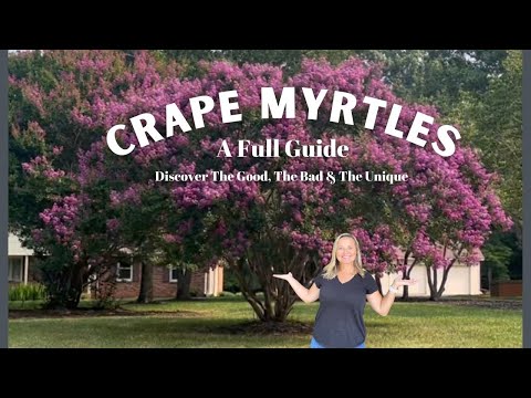 Crape Myrtles: All The Details, Characteristics & Charm Of These Gorgeous Trees | The Southern Daisy