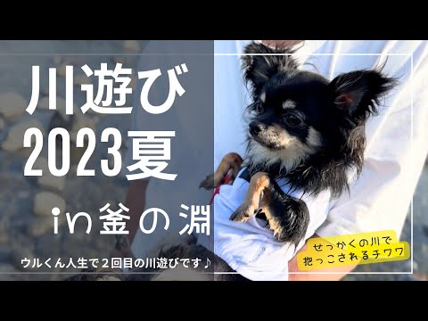 チワワの川遊び2023夏in釜の淵公園