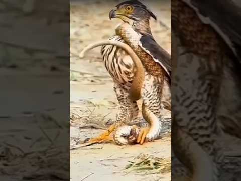 when prey become predator #animalbehavior , #lifelessons #nature #closecall