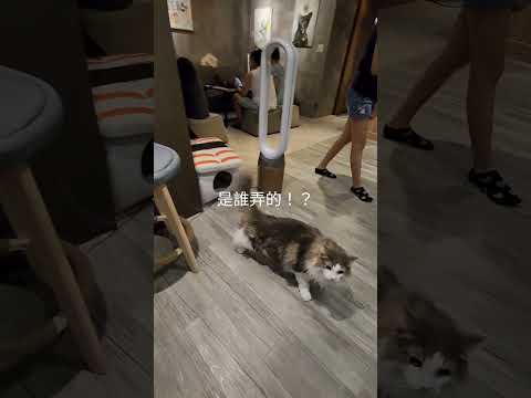 超皮的小黑貓 #cat