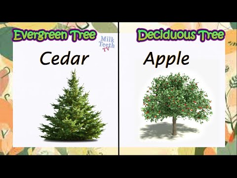 Evergreen Tree & Deciduous Tree Examples, differences and characteristics all explained clearly